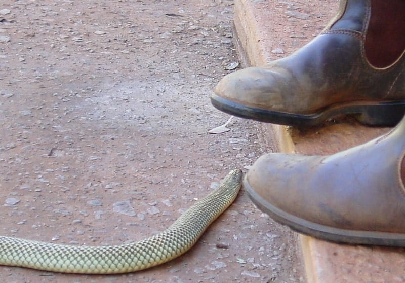 snake-proof-boots-and-snake