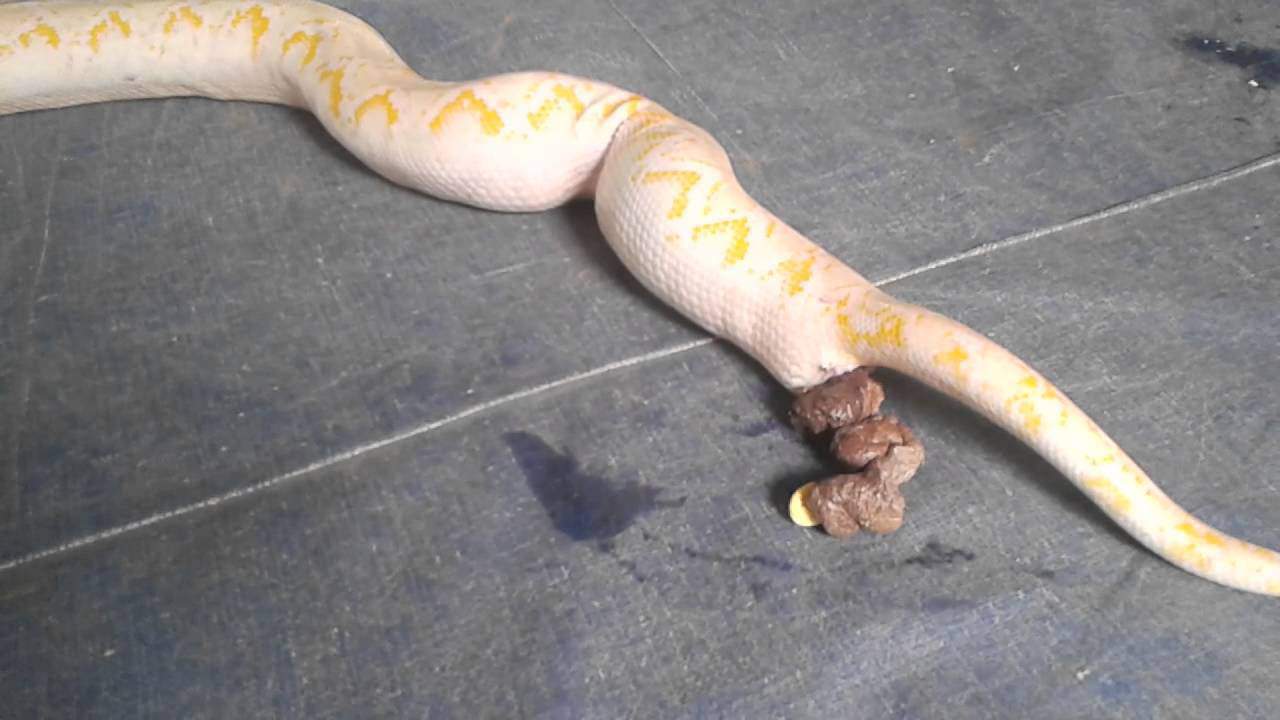 snake defecating