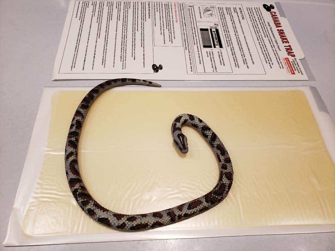 glue snake trap