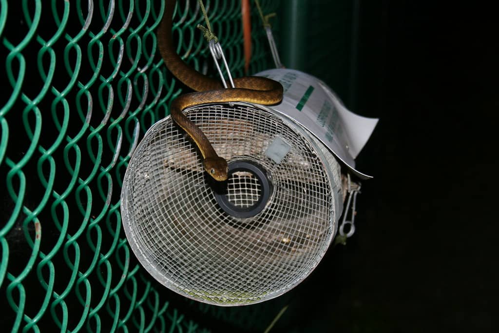 snake trap
