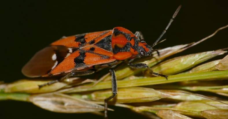 6 Bugs That Look Like Stink Bugs: Common Look-alikes