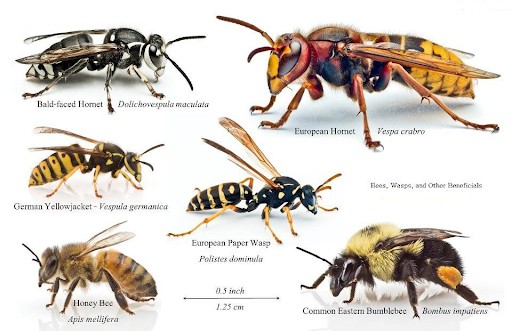 species differences