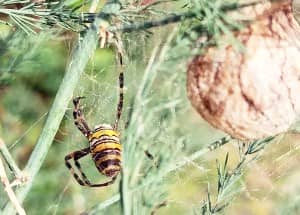spider and nest on grass