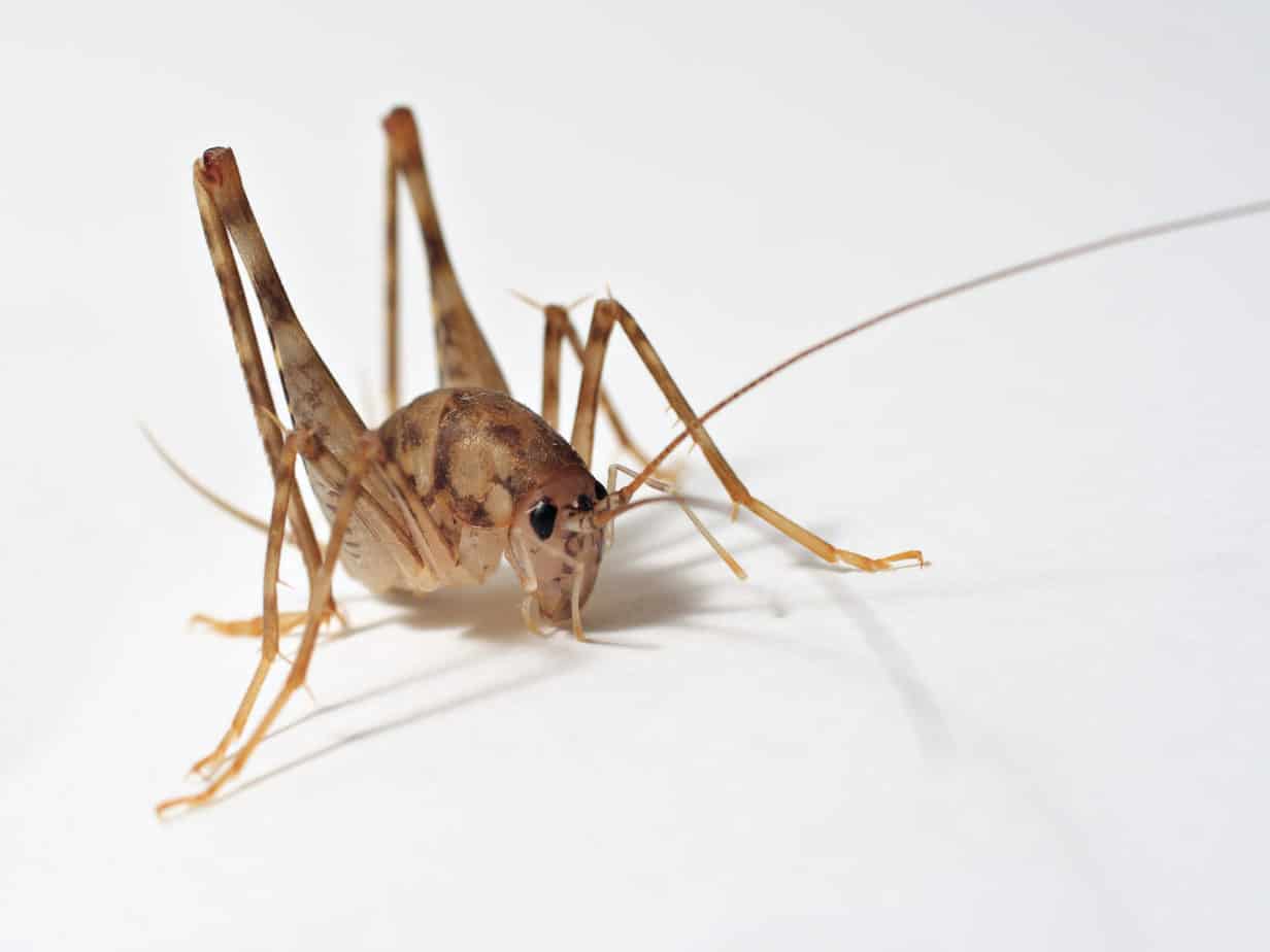 How to Get Rid of Spider Crickets: DIY Camel Cricket Control