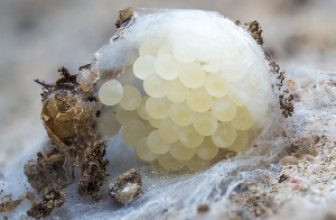 spider eggs close up
