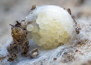 spider eggs close up