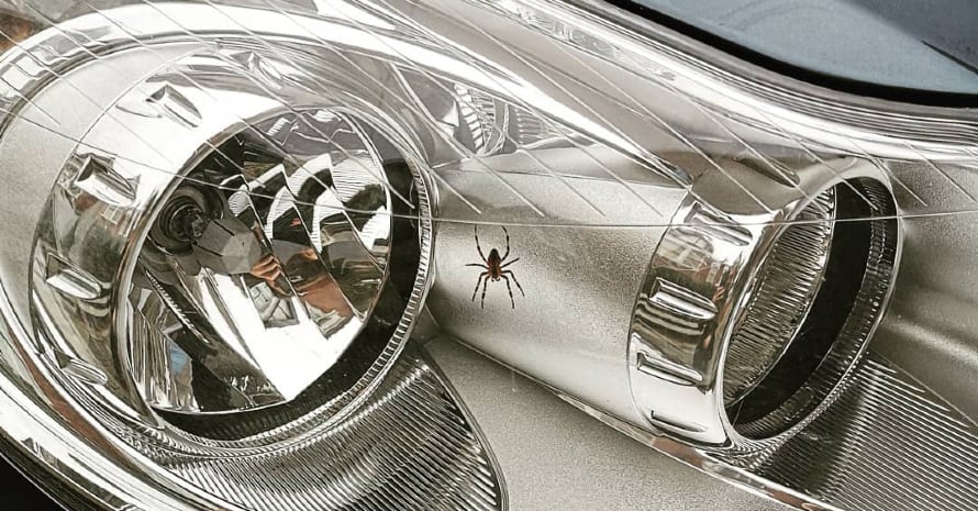 spider in car headlight