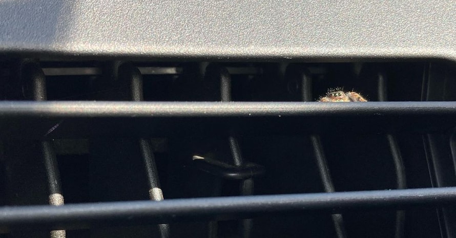 spider in the grille of car