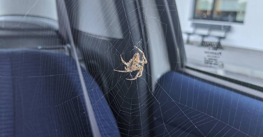 spider on web in car