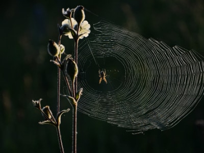 spider on a web near a flower
