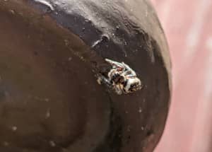 spider on bench railing