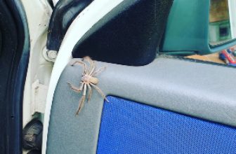 spider on car door