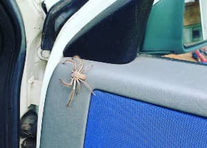 spider on car door