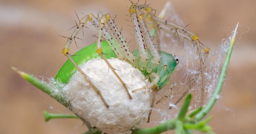 spider on nest