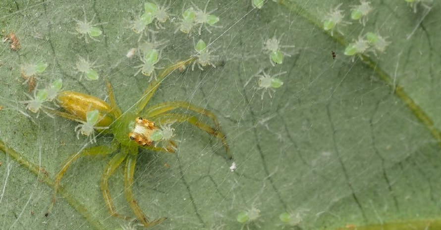 spider with small spiders