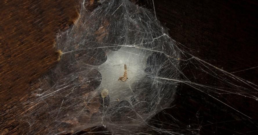 spider's nest in the corner of wall