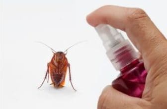 cockroach is afraid of smell from spray