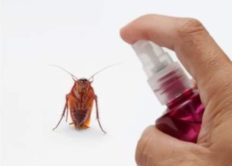 cockroach is afraid of smell from spray