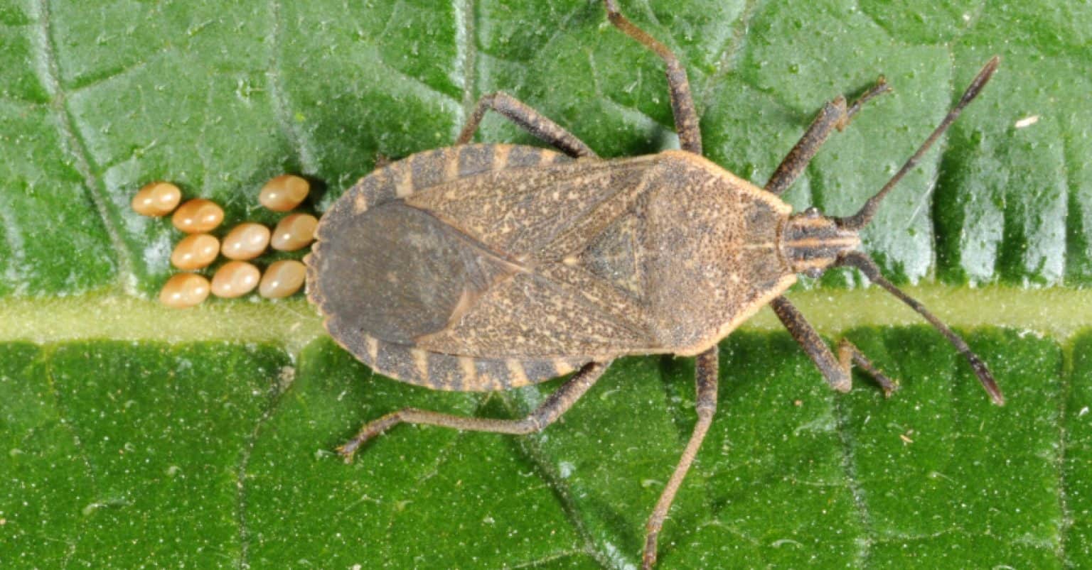 6 Bugs That Look Like Stink Bugs Common Look Alikes   Squash Bug On The Leaf 1536x803 