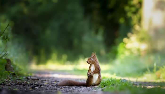 squirrel at the edge