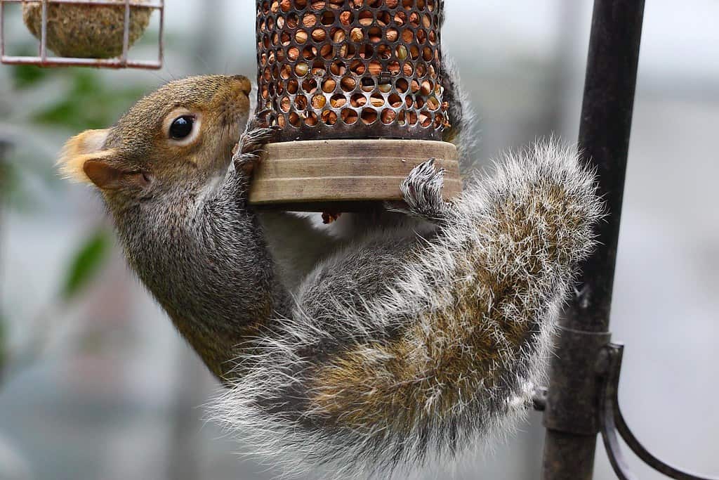 squirrel feeding on a bird feeder