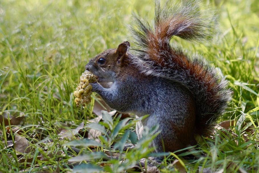 squirrel is eating