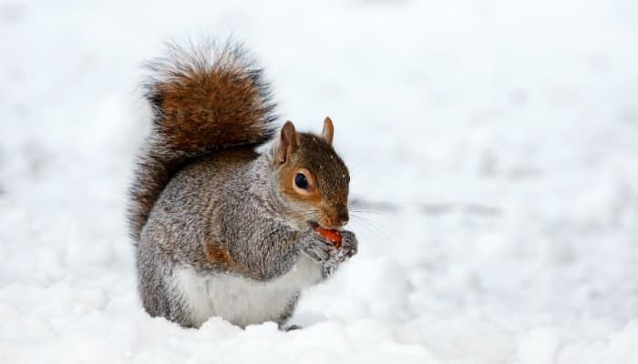 squirrel eating in the snow