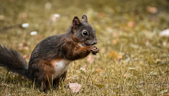 squirrel eats in the field