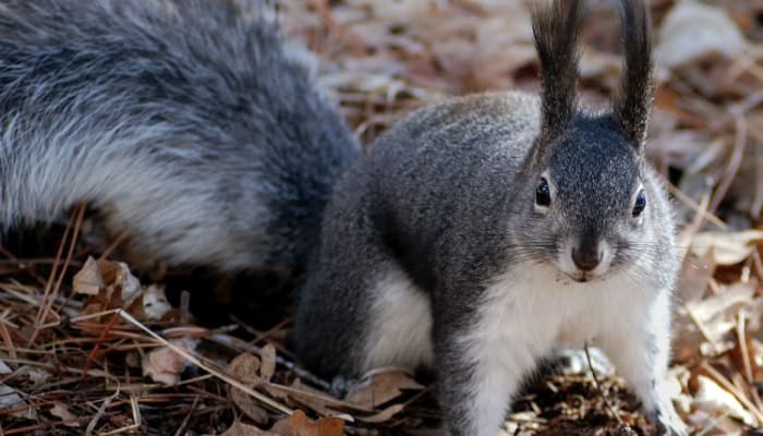 squirrel in the leaves