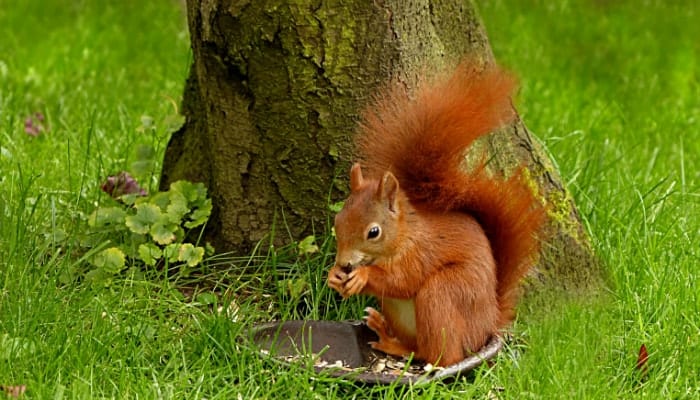 squirrel near a tree