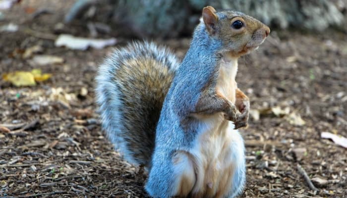 squirrel on its hind legs