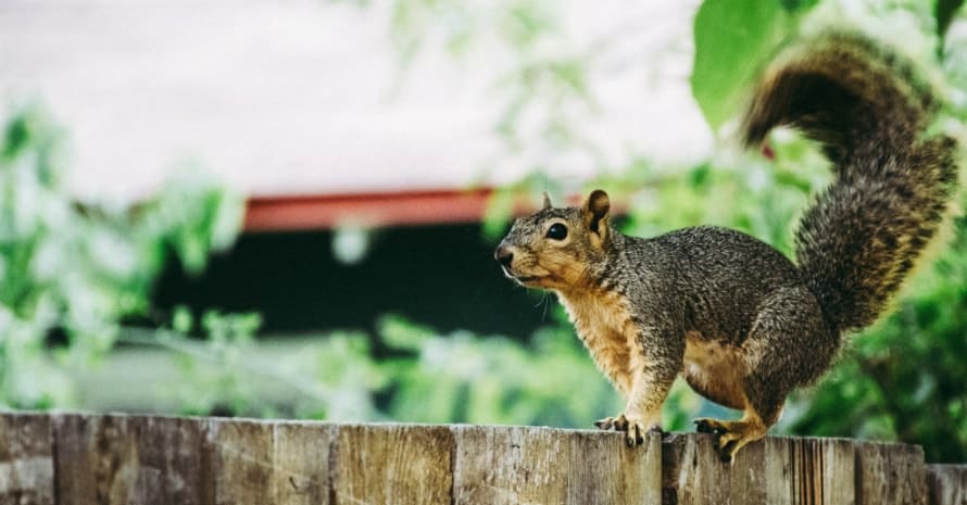 squirrel on the fence