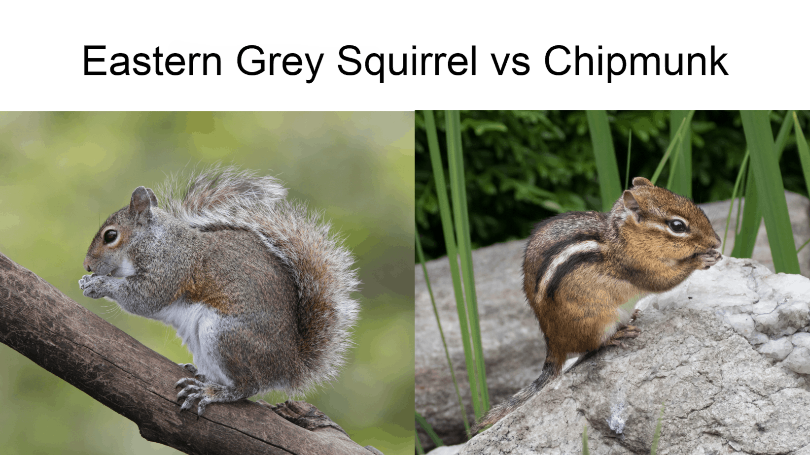 squirrel vs chipmunk