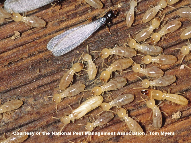 Stage 3: Termite Workers