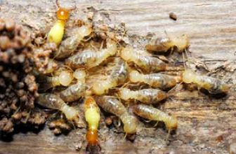 stages of termite