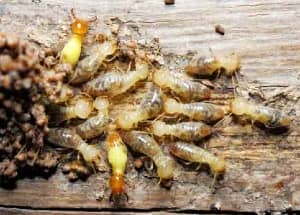 stages of termite