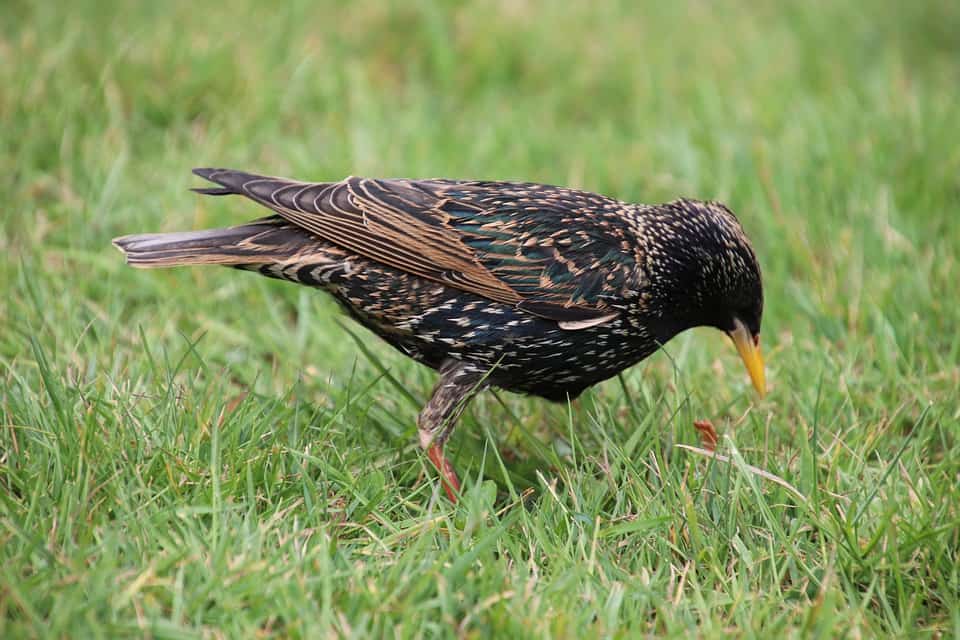 european starling