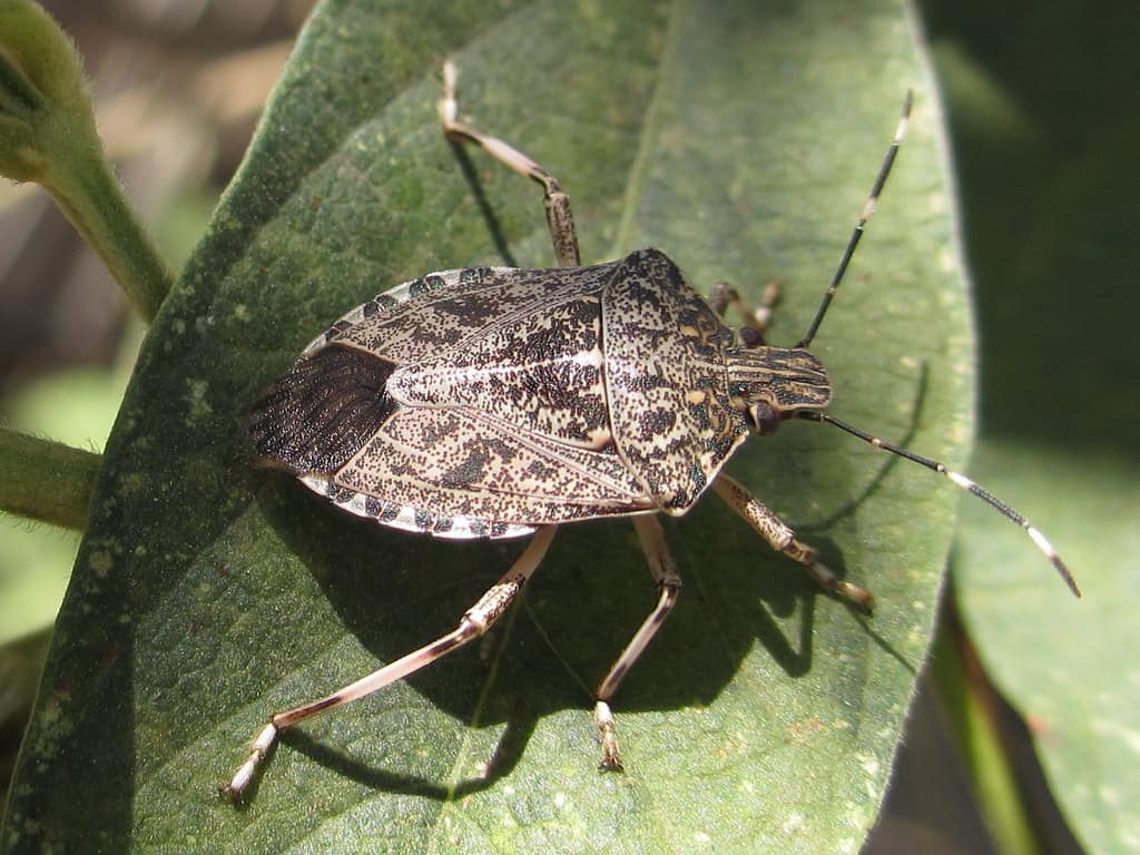 stink bug close look