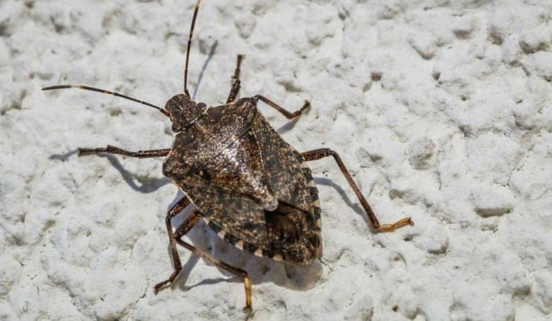 A Stink Bug Trap that Really Works – Place a light above a pan with soapy  water and leave the light on all night. The stink …