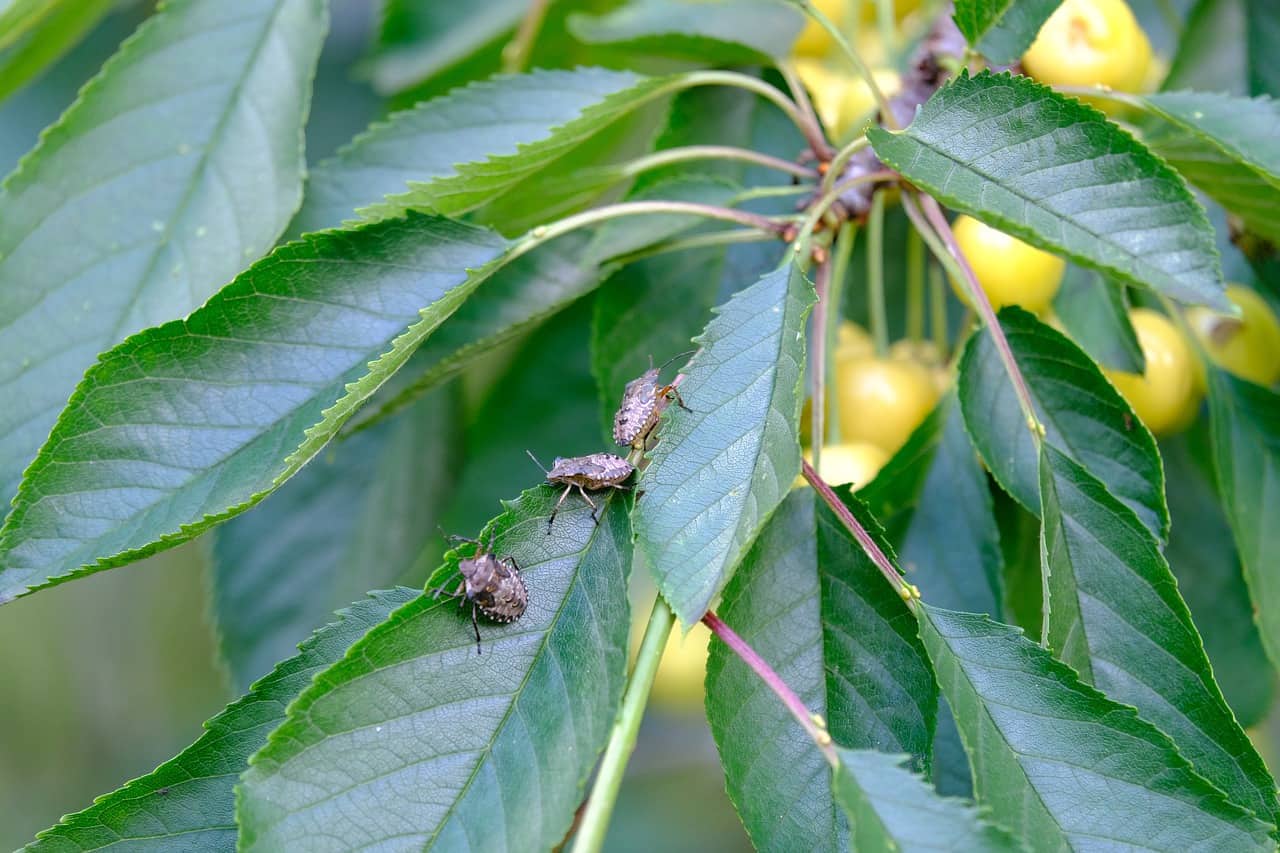 stink bug on a tree