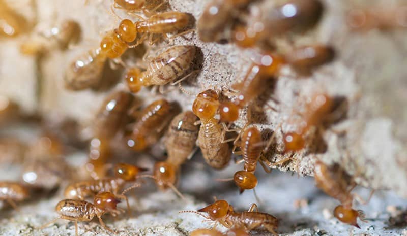 subterranean termites feeding habits