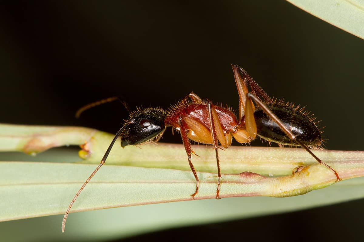 How To Get Rid Of Sugar Ants Control Prevention Guide   Sugar Ant 