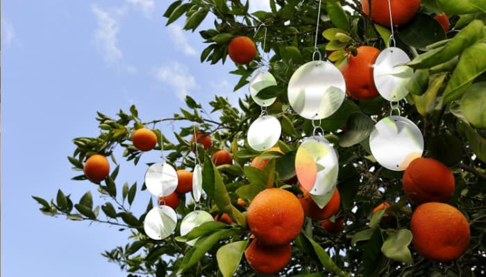tangerine tree trap