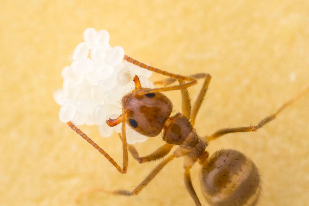 tawny crazy ant