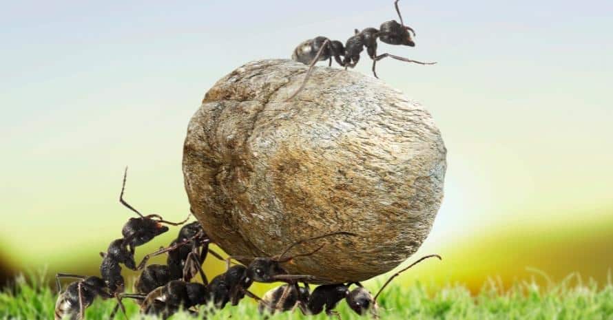 team of ants