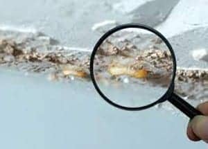 termite