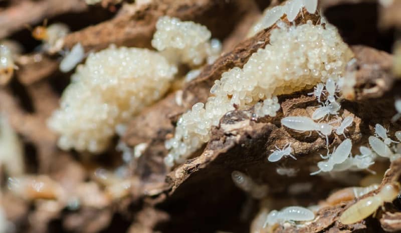 termite eggs