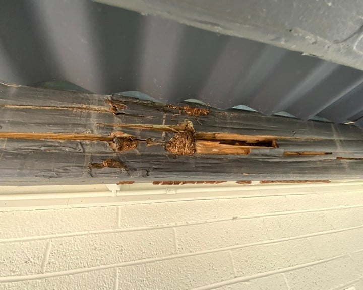 termite damage