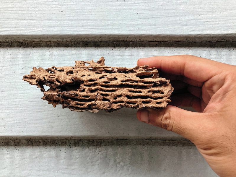 piece of wood damaged by termites