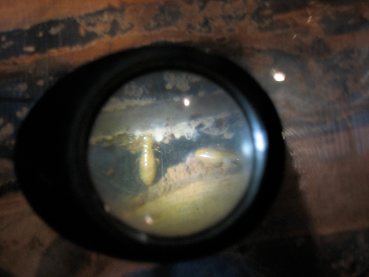 termite under glass
